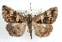  ( - RBMIS-1222)  @13 [ ] CreativeCommons - Attribution (2010) Unspecified Centre for Biodiversity Genomics
