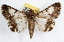  ( - RBMIS-1225)  @14 [ ] CreativeCommons - Attribution (2010) Unspecified Centre for Biodiversity Genomics