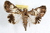  ( - RBMIS-1227)  @14 [ ] CreativeCommons - Attribution (2010) Unspecified Centre for Biodiversity Genomics