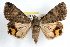  ( - RBMIS-1229)  @14 [ ] CreativeCommons - Attribution (2010) Unspecified Centre for Biodiversity Genomics