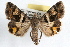  (Bulia similaris - RBMIS-1230)  @14 [ ] CreativeCommons - Attribution (2010) Unspecified Centre for Biodiversity Genomics