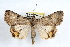  ( - RBMIS-1232)  @14 [ ] CreativeCommons - Attribution (2010) Unspecified Centre for Biodiversity Genomics