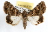  (Bulia confirmans - RBMIS-1234)  @13 [ ] CreativeCommons - Attribution (2010) Unspecified Centre for Biodiversity Genomics