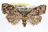  ( - RBMIS-1236)  @11 [ ] CreativeCommons - Attribution (2010) Unspecified Centre for Biodiversity Genomics
