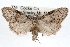  ( - RBMIS-1237)  @13 [ ] CreativeCommons - Attribution (2010) Unspecified Centre for Biodiversity Genomics