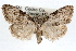  ( - RBMIS-1238)  @13 [ ] CreativeCommons - Attribution (2010) Unspecified Centre for Biodiversity Genomics