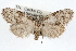  ( - RBMIS-1239)  @11 [ ] CreativeCommons - Attribution (2010) Unspecified Centre for Biodiversity Genomics