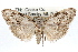  ( - RBMIS-1240)  @11 [ ] CreativeCommons - Attribution (2010) Unspecified Centre for Biodiversity Genomics