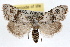  ( - RBMIS-1244)  @14 [ ] CreativeCommons - Attribution (2010) Unspecified Centre for Biodiversity Genomics