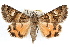  (Drasteria mirifica - RBMIS-1267)  @14 [ ] CreativeCommons - Attribution (2010) Unspecified Centre for Biodiversity Genomics