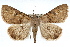  ( - RBMIS-1271)  @11 [ ] CreativeCommons - Attribution (2010) Unspecified Centre for Biodiversity Genomics