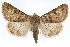  ( - RBMIS-1272)  @11 [ ] CreativeCommons - Attribution (2010) Unspecified Centre for Biodiversity Genomics