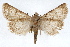  (Drasteria inepta - RBMIS-1274)  @15 [ ] CreativeCommons - Attribution (2010) Unspecified Centre for Biodiversity Genomics