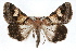  ( - RBMIS-1276)  @14 [ ] CreativeCommons - Attribution (2010) Unspecified Centre for Biodiversity Genomics