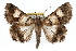  ( - RBMIS-1277)  @14 [ ] CreativeCommons - Attribution (2010) Unspecified Centre for Biodiversity Genomics