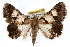  ( - RBMIS-1278)  @14 [ ] CreativeCommons - Attribution (2010) Unspecified Centre for Biodiversity Genomics