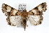  ( - RBMIS-1279)  @14 [ ] CreativeCommons - Attribution (2010) Unspecified Centre for Biodiversity Genomics