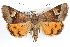  (Drasteria perplexa - RBMIS-1284)  @15 [ ] CreativeCommons - Attribution (2010) Unspecified Centre for Biodiversity Genomics