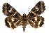  ( - RBMIS-1286)  @11 [ ] CreativeCommons - Attribution (2010) Unspecified Centre for Biodiversity Genomics