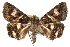  ( - RBMIS-1287)  @11 [ ] CreativeCommons - Attribution (2010) Unspecified Centre for Biodiversity Genomics