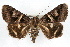  (Drasteria grandirena - RBMIS-1288)  @15 [ ] CreativeCommons - Attribution (2010) Unspecified Centre for Biodiversity Genomics