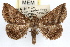  ( - RBMIS-1293)  @14 [ ] CreativeCommons - Attribution (2010) Unspecified Centre for Biodiversity Genomics