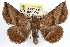  (Lesmone detrahens - RBMIS-1294)  @15 [ ] CreativeCommons - Attribution (2010) Unspecified Centre for Biodiversity Genomics