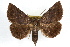  ( - RBMIS-1295)  @14 [ ] CreativeCommons - Attribution (2010) Unspecified Centre for Biodiversity Genomics