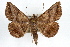  ( - RBMIS-1296)  @15 [ ] CreativeCommons - Attribution (2010) Unspecified Centre for Biodiversity Genomics
