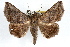  (Lesmone hinna - RBMIS-1297)  @14 [ ] CreativeCommons - Attribution (2010) Unspecified Centre for Biodiversity Genomics