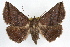  ( - RBMIS-1299)  @14 [ ] CreativeCommons - Attribution (2010) Unspecified Centre for Biodiversity Genomics