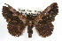  ( - RBMIS-1305)  @14 [ ] CreativeCommons - Attribution (2010) Unspecified Centre for Biodiversity Genomics