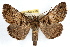  (Metria amella - RBMIS-1316)  @15 [ ] CreativeCommons - Attribution (2010) Unspecified Centre for Biodiversity Genomics