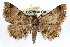  (Toxonprucha volucris - RBMIS-1318)  @15 [ ] CreativeCommons - Attribution (2010) Unspecified Centre for Biodiversity Genomics