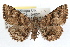 ( - RBMIS-1320)  @11 [ ] CreativeCommons - Attribution (2010) Unspecified Centre for Biodiversity Genomics