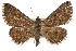  (Toxonprucha pardalis - RBMIS-1321)  @15 [ ] CreativeCommons - Attribution (2010) Unspecified Centre for Biodiversity Genomics