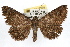  ( - RBMIS-1322)  @14 [ ] CreativeCommons - Attribution (2010) Unspecified Centre for Biodiversity Genomics