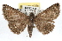  ( - RBMIS-1323)  @15 [ ] CreativeCommons - Attribution (2010) Unspecified Centre for Biodiversity Genomics
