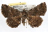  ( - RBMIS-1326)  @13 [ ] CreativeCommons - Attribution (2010) Unspecified Centre for Biodiversity Genomics