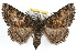  ( - RBMIS-1328)  @15 [ ] CreativeCommons - Attribution (2010) Unspecified Centre for Biodiversity Genomics