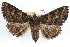  (Zale colorado - RBMIS-1329)  @15 [ ] CreativeCommons - Attribution (2010) Unspecified Centre for Biodiversity Genomics