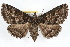  ( - RBMIS-1330)  @15 [ ] CreativeCommons - Attribution (2010) Unspecified Centre for Biodiversity Genomics
