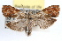  ( - RBMIS-1411)  @11 [ ] CreativeCommons - Attribution (2010) Unspecified Centre for Biodiversity Genomics