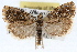  ( - RBMIS-1435)  @15 [ ] CreativeCommons - Attribution (2010) Unspecified Centre for Biodiversity Genomics