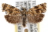  ( - RBMIS-1439)  @11 [ ] CreativeCommons - Attribution (2010) Unspecified Centre for Biodiversity Genomics