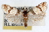  ( - RBMIS-1452)  @11 [ ] CreativeCommons - Attribution (2010) Unspecified Centre for Biodiversity Genomics