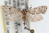  (Cacotherapia unicoloralis - RBMIS-1610)  @14 [ ] CreativeCommons - Attribution (2009) Unspecified Centre for Biodiversity Genomics