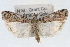  ( - RBMIS-1655)  @11 [ ] CreativeCommons - Attribution (2009) Unspecified Centre for Biodiversity Genomics