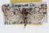  (Anadelosemia texanella - RBMIS-1658)  @11 [ ] CreativeCommons - Attribution (2009) Unspecified Centre for Biodiversity Genomics