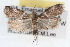 ( - RBMIS-1682)  @11 [ ] CreativeCommons - Attribution (2009) Unspecified Centre for Biodiversity Genomics